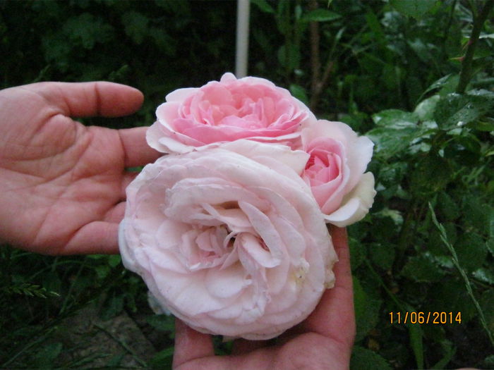 trandafir roz - vara 2014