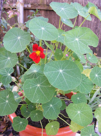 DSCF0750 - Vara 2014-2017