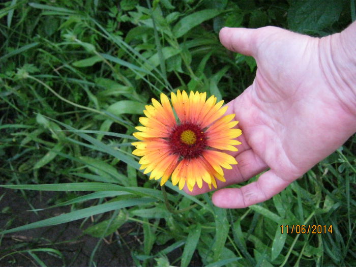 gaillardia(fluturasi)