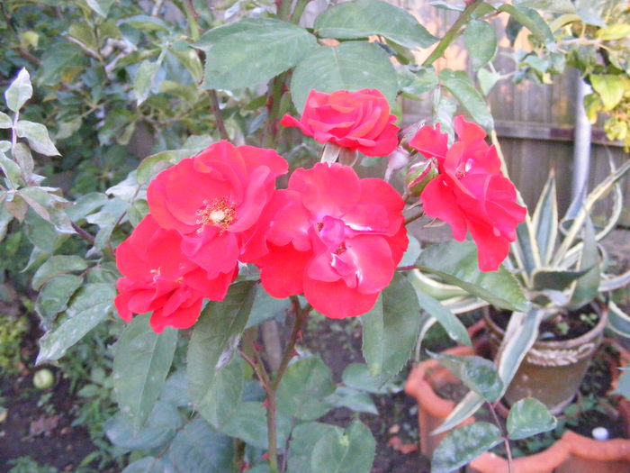 DSCF0777 - Vara 2014-2017