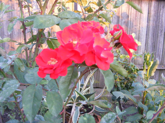 DSCF0778 - Vara 2014-2017