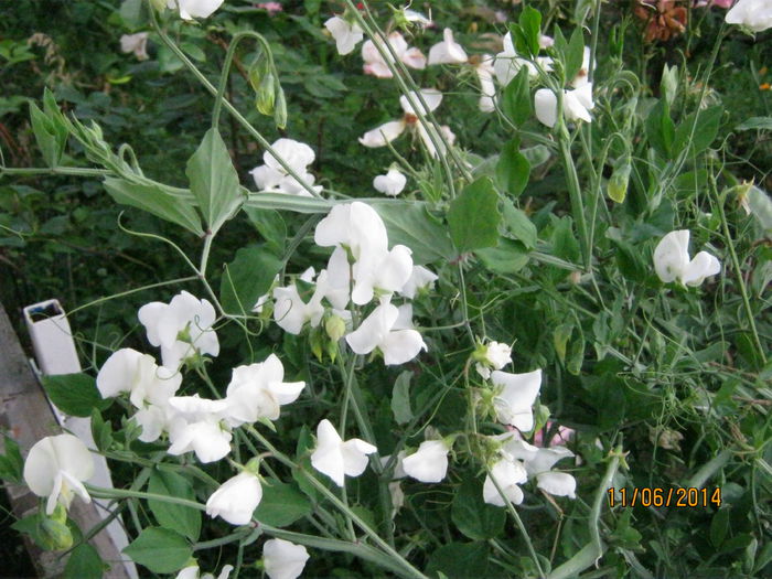 lathyrus odoratus alb; a crescut ca tufa inalta si deasa
