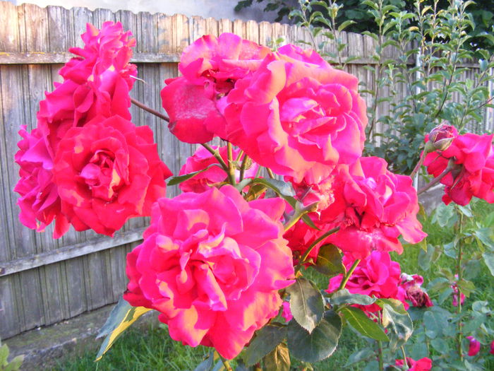 DSCF0779 - Vara 2014-2017