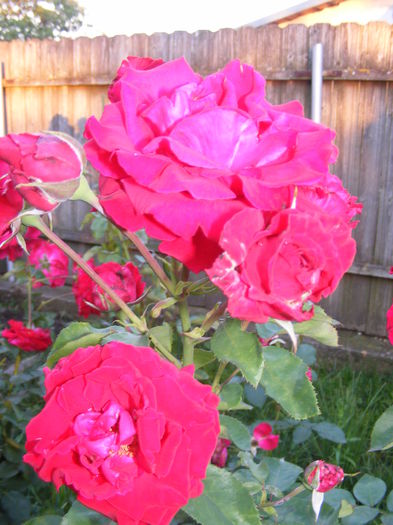 DSCF0781 - Vara 2014-2017