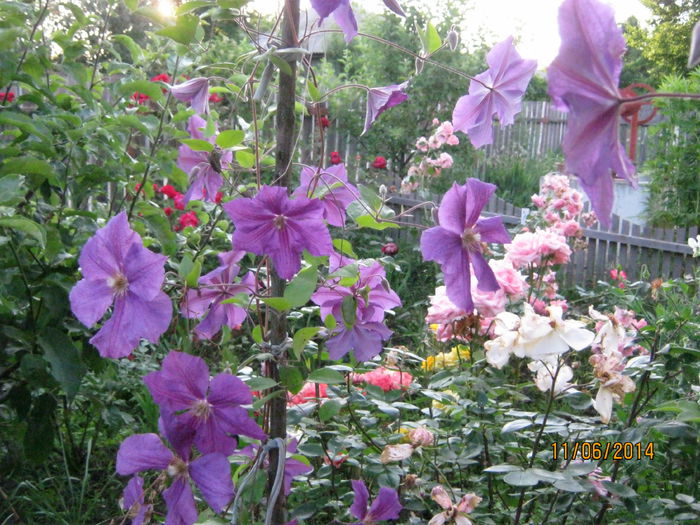 clematis mov