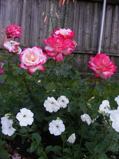 DSCF0786 - Vara 2014-2017