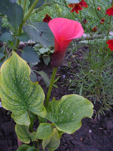 DSCF0789 - Vara 2014-2017