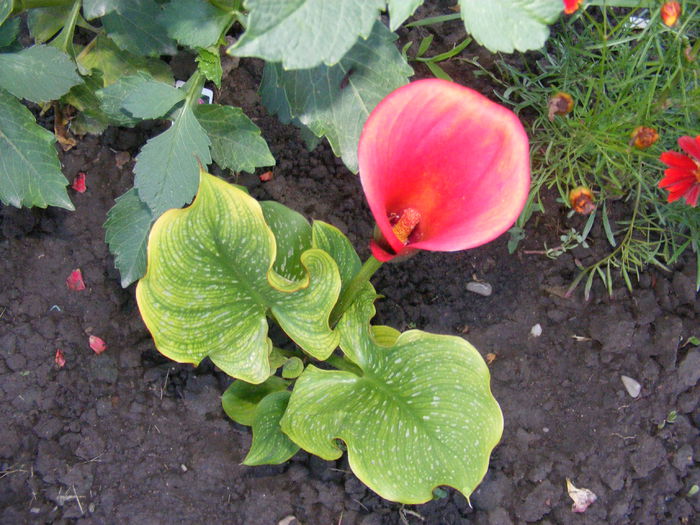 DSCF0790 - Vara 2014-2017