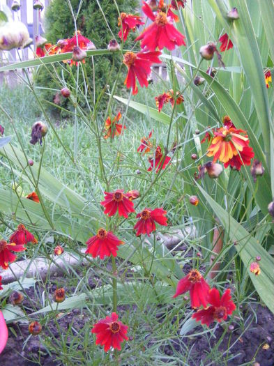 DSCF0793 - Vara 2014-2017