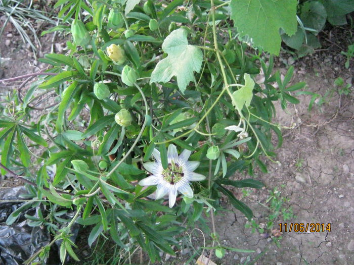 passiflora; a inflorit prima oara dupa multi ani, are enorm de multi boboci

