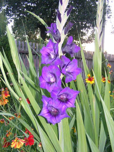 DSCF0796 - Vara 2014-2017