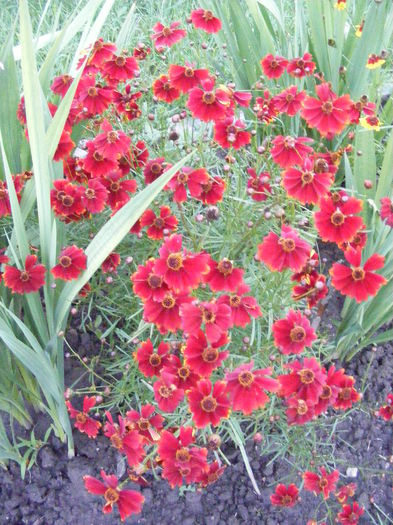 DSCF0799 - Vara 2014-2017