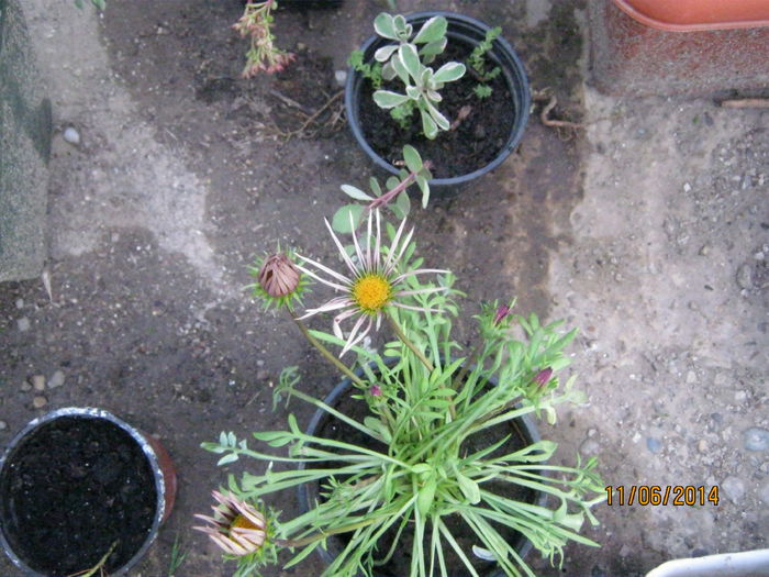 gazania - vara 2014