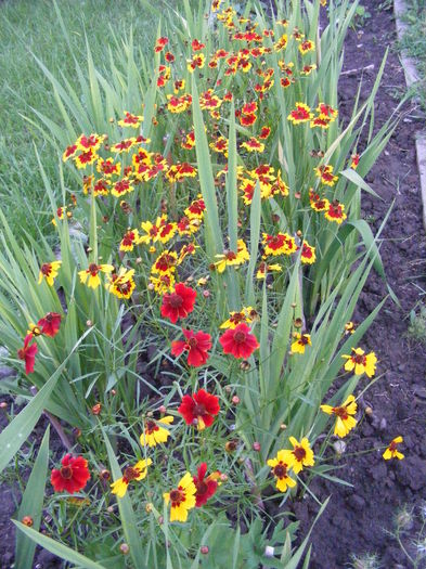 DSCF0802 - Vara 2014-2017