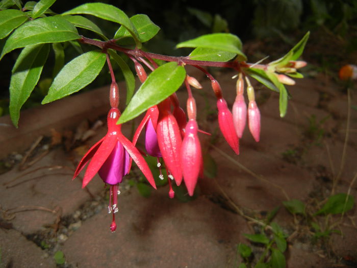 Fuchsia magellanica Gracilis (`14, Jul.08) - Fuchsia magellanica Gracilis