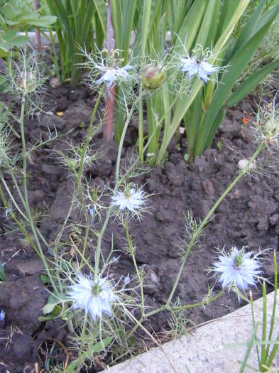 multumesc Siana - Vara 2014-2017