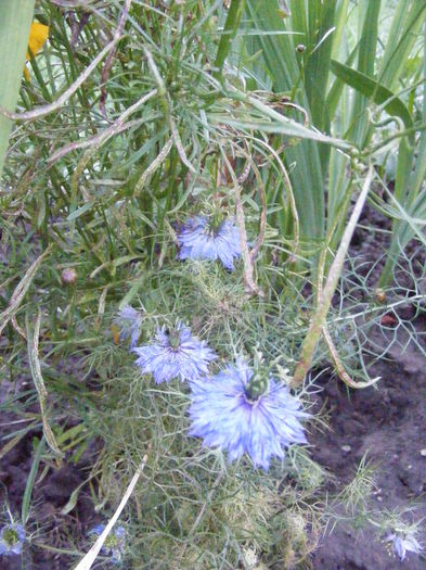 DSCF0804 - Vara 2014-2017