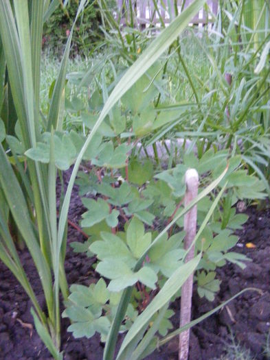 multumesc Fanita - Vara 2014-2017