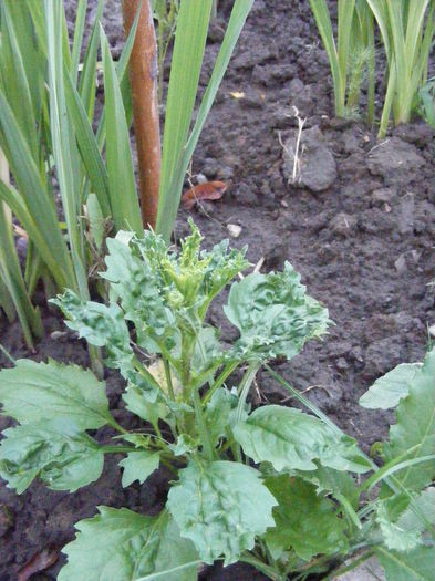 multumesc Siana - Vara 2014-2017