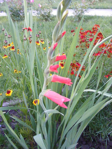 DSCF0807 - Vara 2014-2017