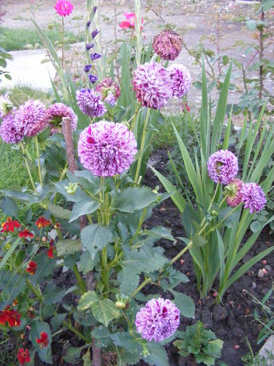 DSCF0808 - Vara 2014-2017