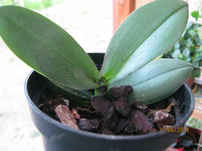 puiut de phalaenopsis