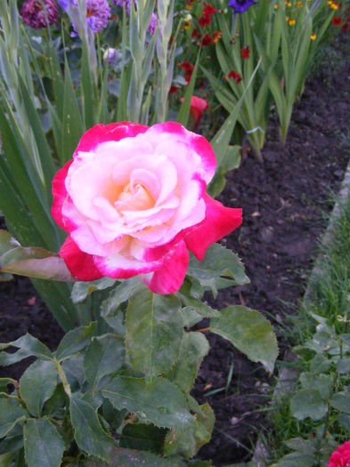 DSCF0810 - Vara 2014-2017