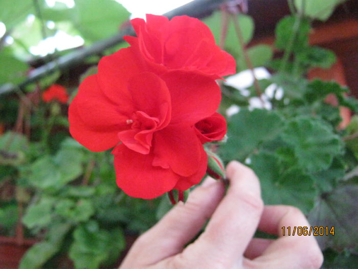 muscata rosie; are foarte multe flori
