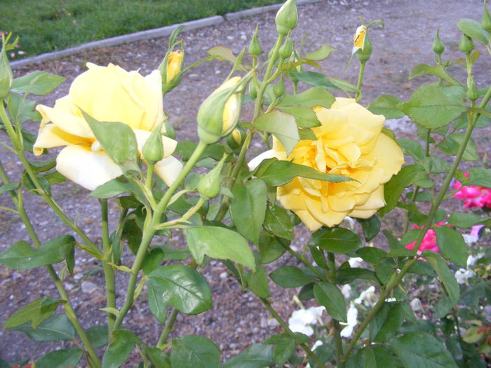 DSCF0814 - Vara 2014-2017