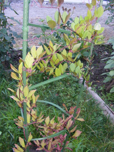 boboci cobae - Vara 2014-2017