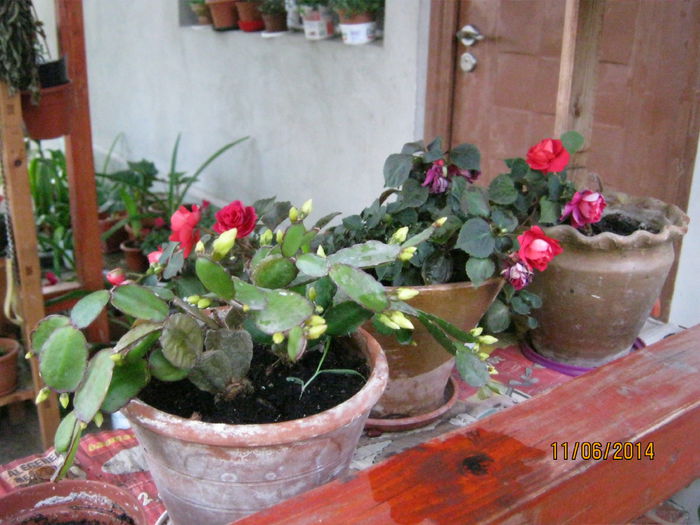 rhipsalidopsis alb si impatiens rosu