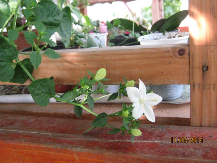 campanula isophylla alba; prima floare
