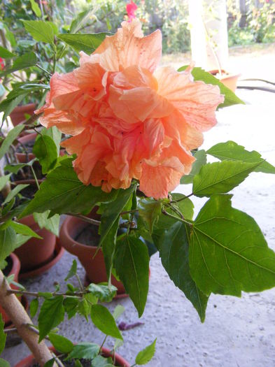 DSCF0765