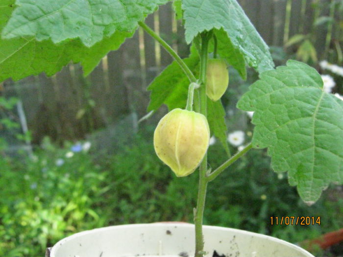 abutilon roz; din seminte, primul cu boboci
