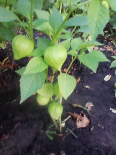 tomattilo - a-a GRADINA DE LEGUME-2014