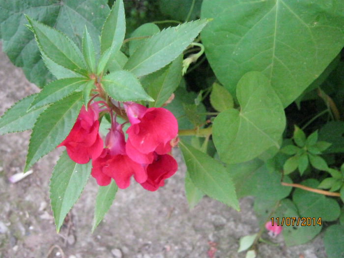 impatiens balsamina