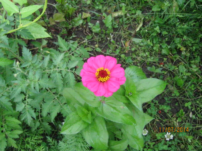 zinnia - vara 2014
