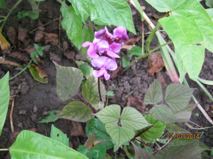 fasole decorativa; place la gaini
