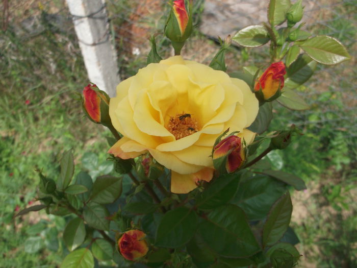 DSCF5501 - Trandafiri
