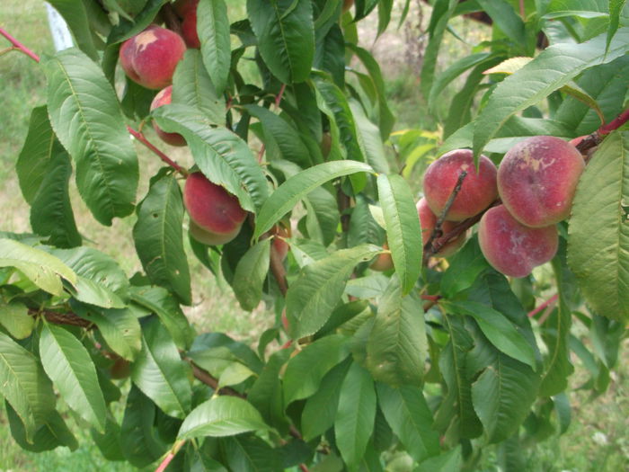 DSCF5510 - POMI FRUCTIFERI