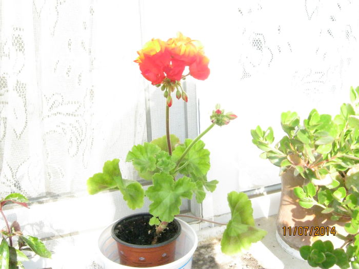 muscata rosie - vara 2014