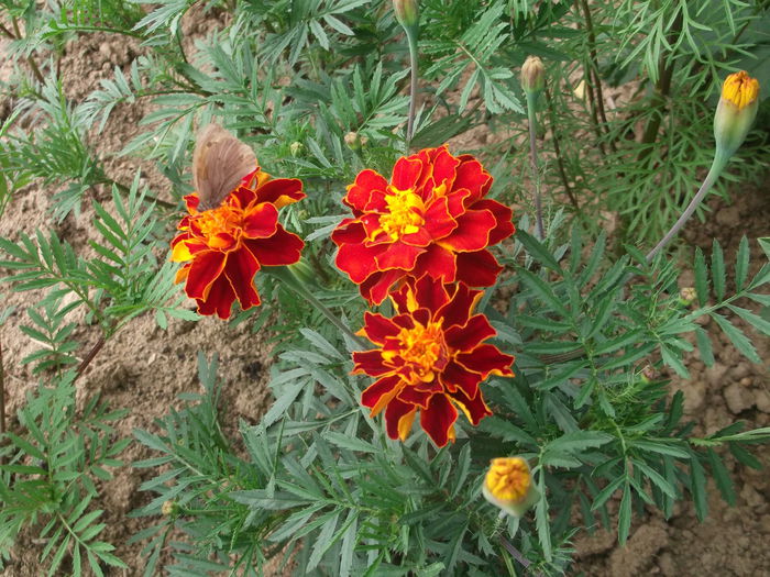 DSCF5518 - FLORI