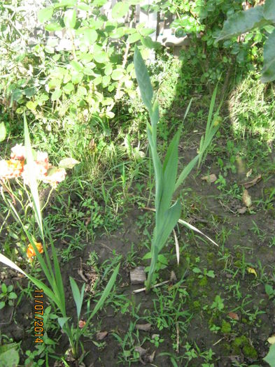 boboci de gladiola - vara 2014