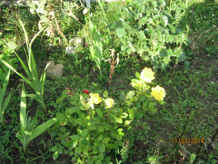 minirosa galben - vara 2014