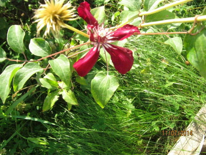 clematis grena - vara 2014
