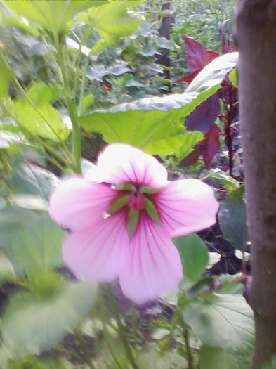 malope