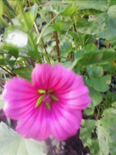 malope