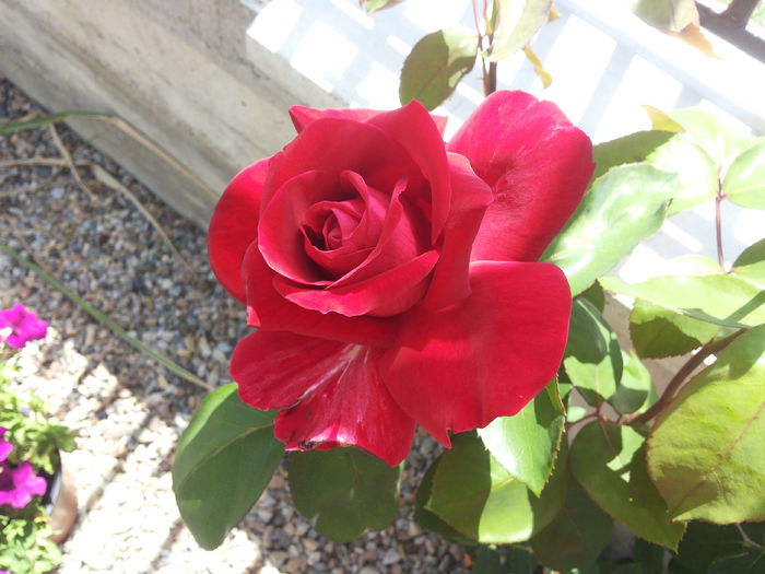 20140705_135142 - trandafirii mei