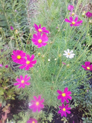 cosmos