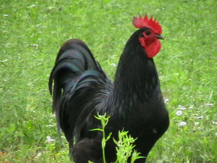 IMGA0858 - G AUSTRALORP NEGRU